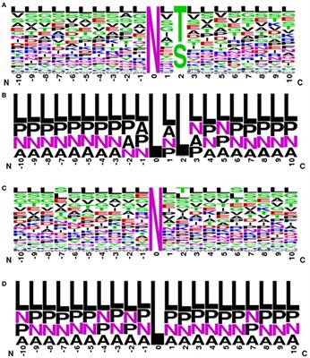 Charge and Polarity Preferences for N-Glycosylation: A Genome-Wide In Silico Study and Its Implications Regarding Constitutive Proliferation and Adhesion of Carcinoma Cells